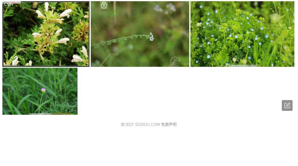 小花脓疮草照片和图片/