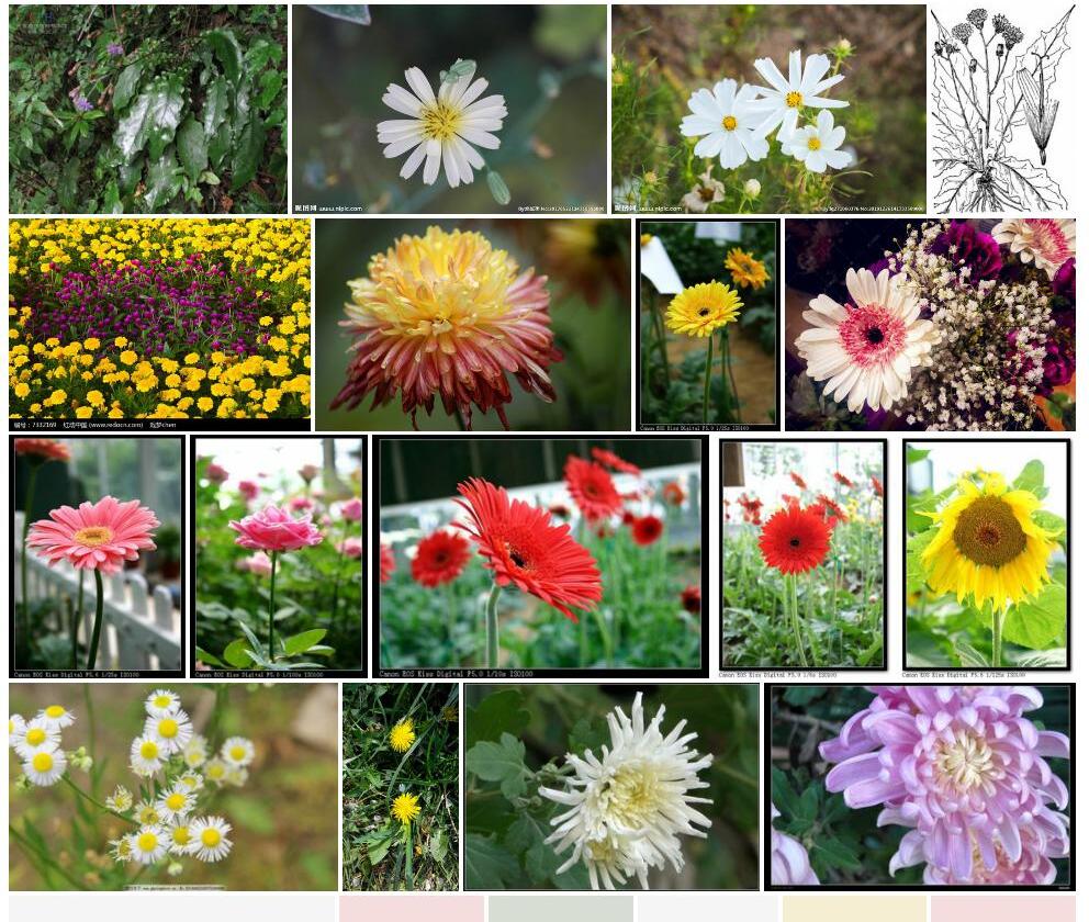 小花花佩菊照片和图片/
