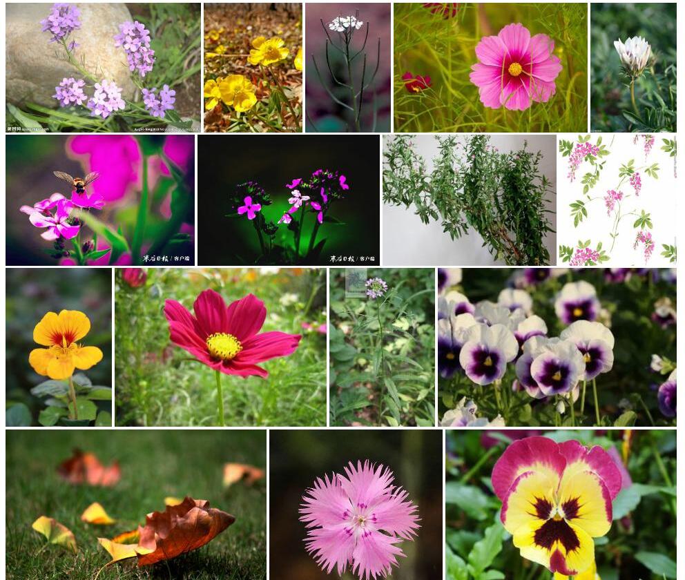 小花花旗杆照片和图片/