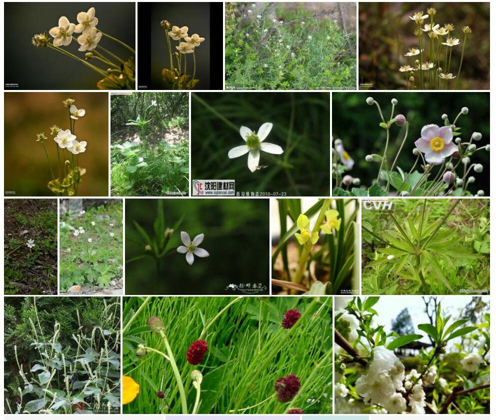 小花草玉梅照片和图片/