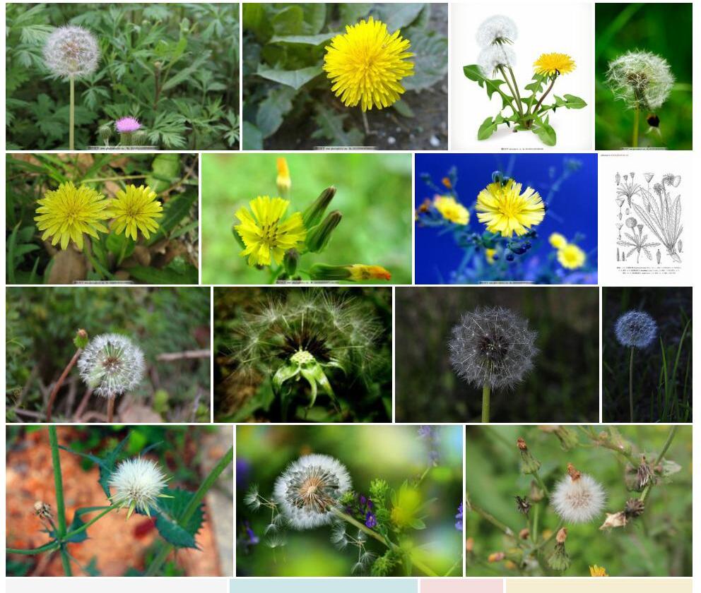 小花蒲公英照片和图片/