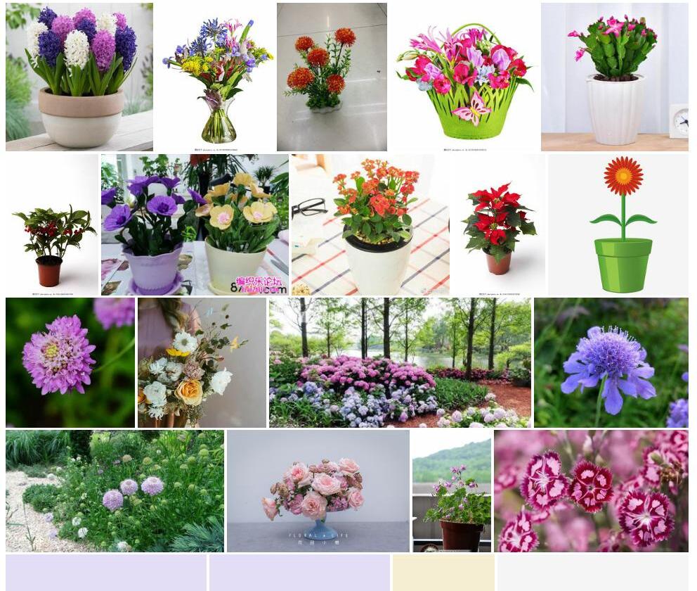小花蓝盆花照片和图片/