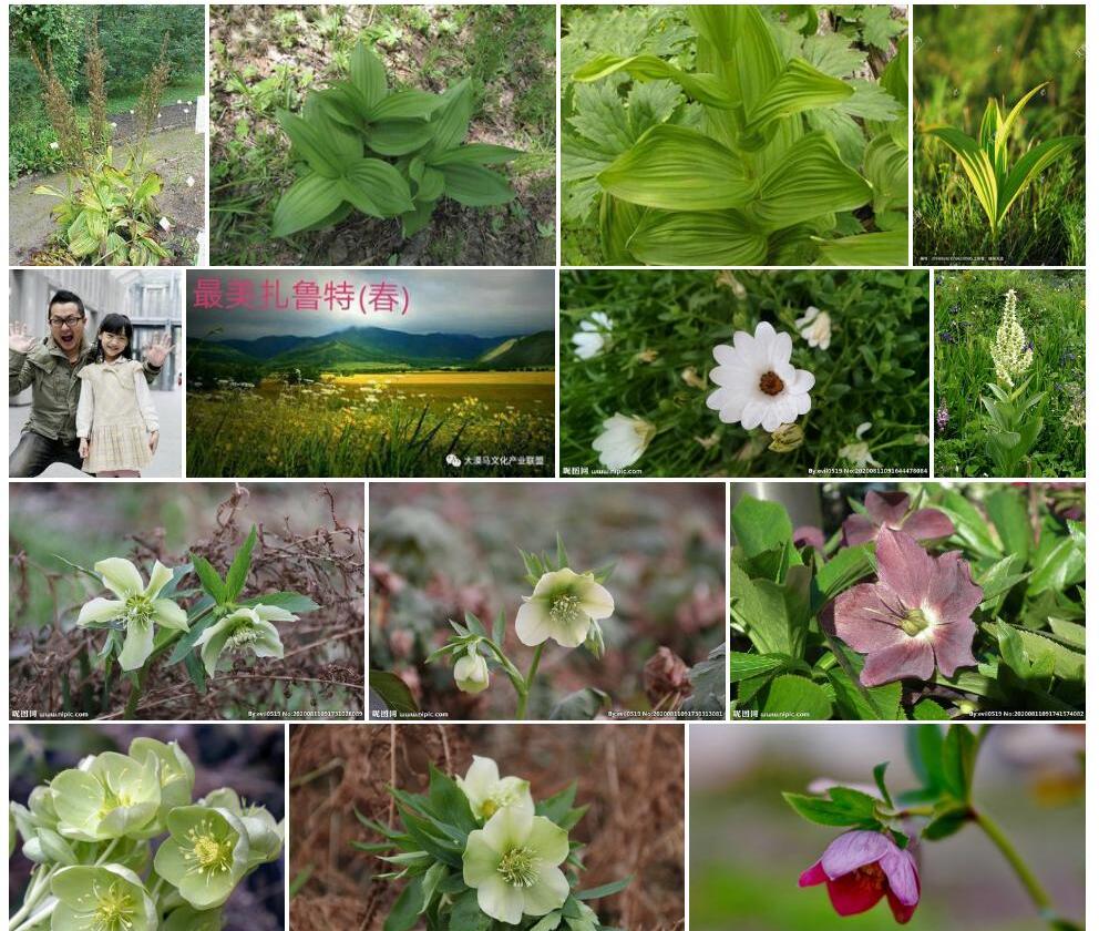 小花藜芦照片和图片/