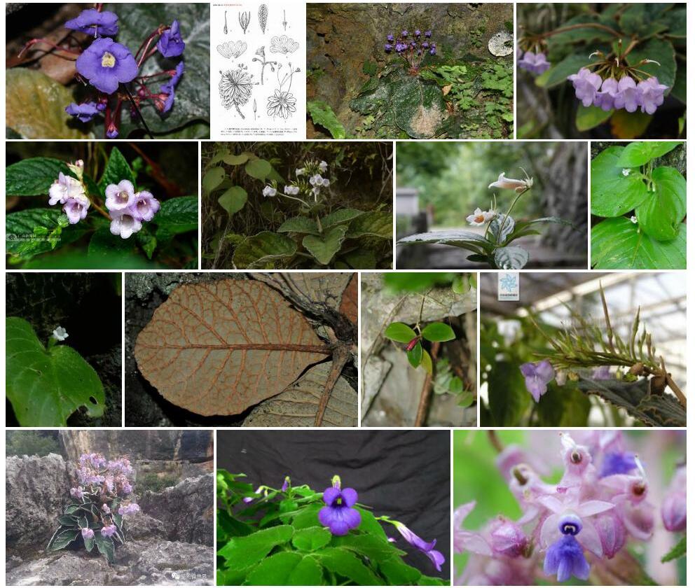 小花蛛毛苣苔照片和图片/