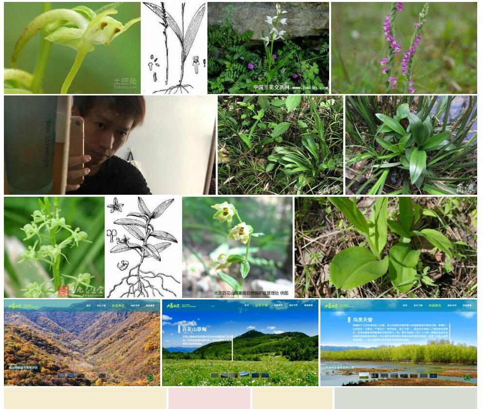 小花蜻蜓兰照片和图片/