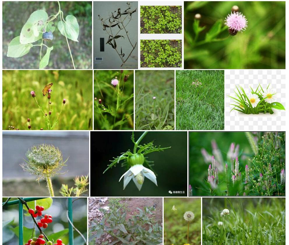 小花轮钟草照片和图片/
