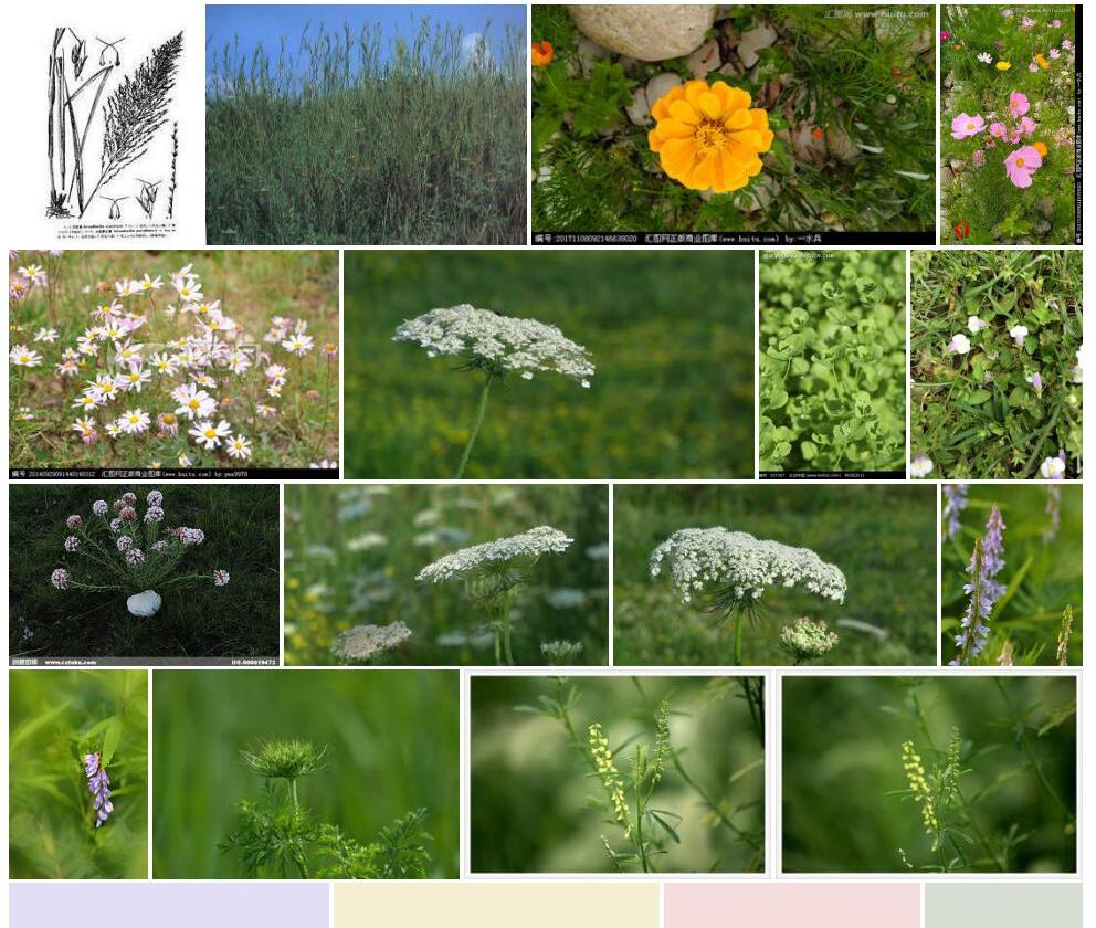 小花野古草照片和图片/
