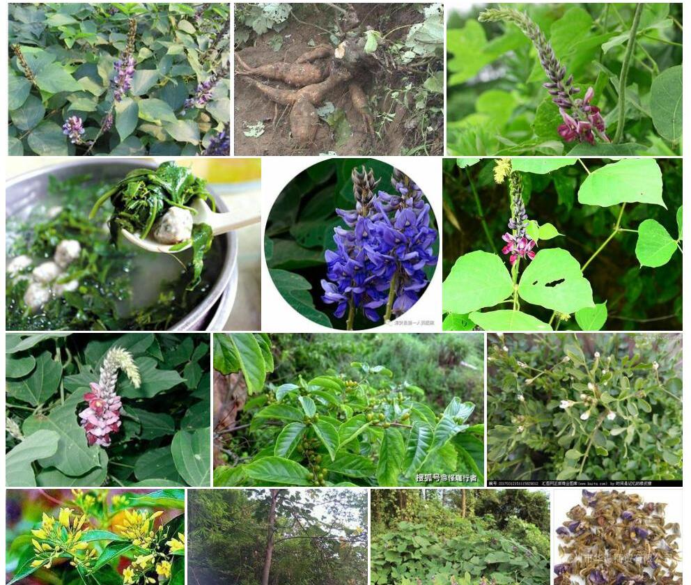 小花野葛照片和图片/
