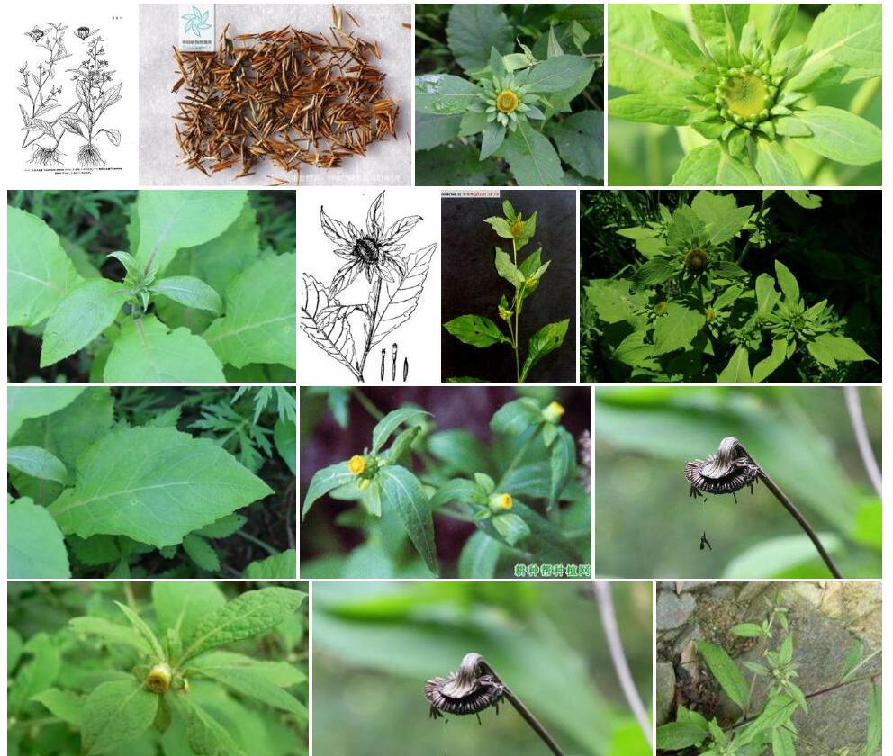 小花金挖耳照片和图片/