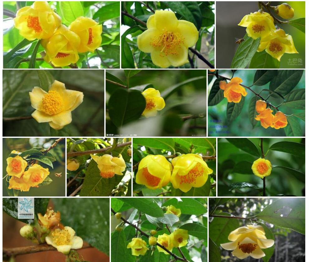 小花金花茶照片和图片/