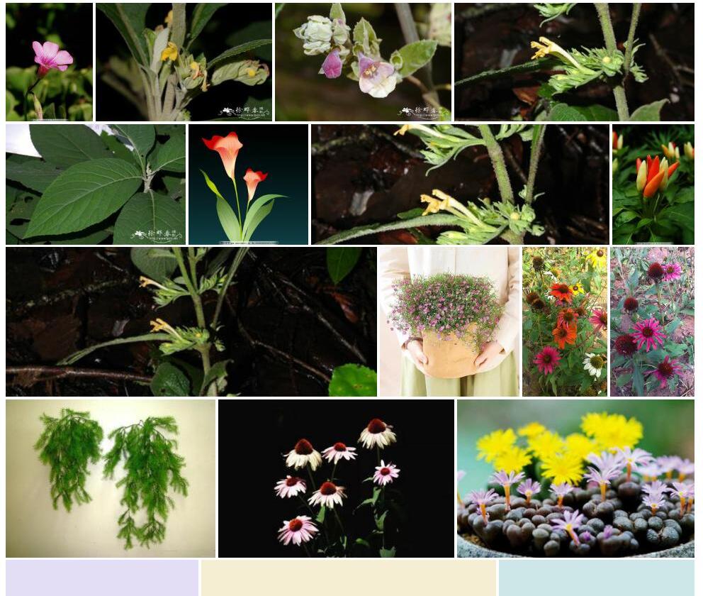 小花锥花照片和图片/