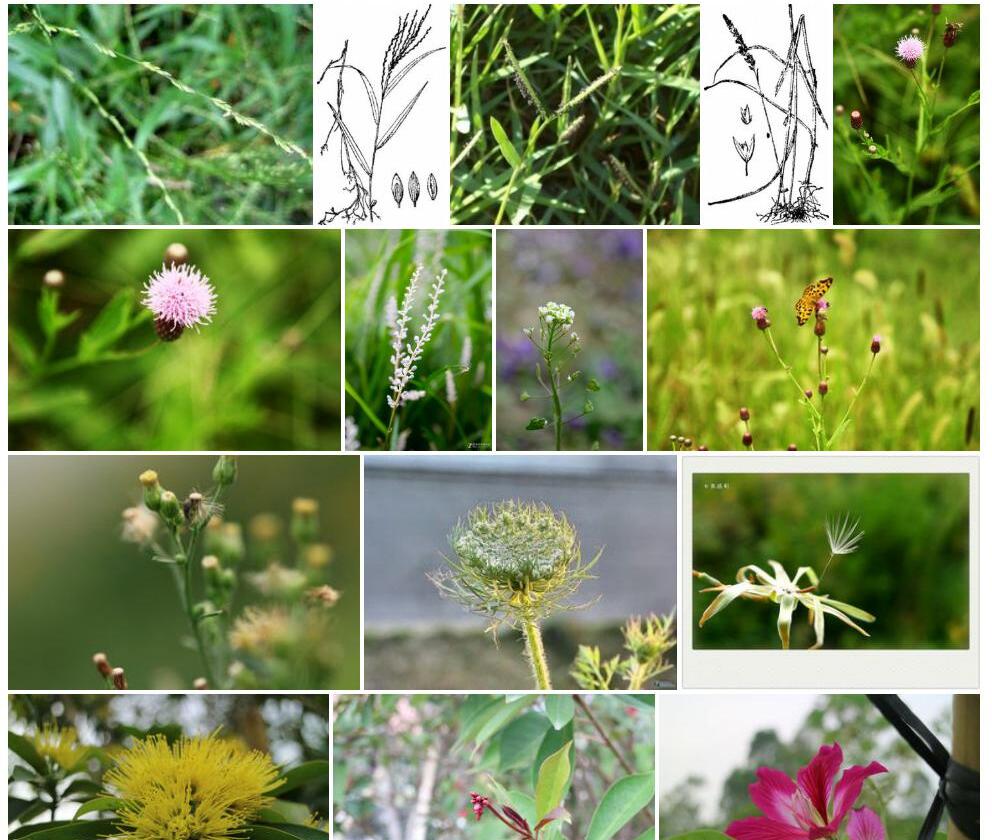 小花露籽草照片和图片/