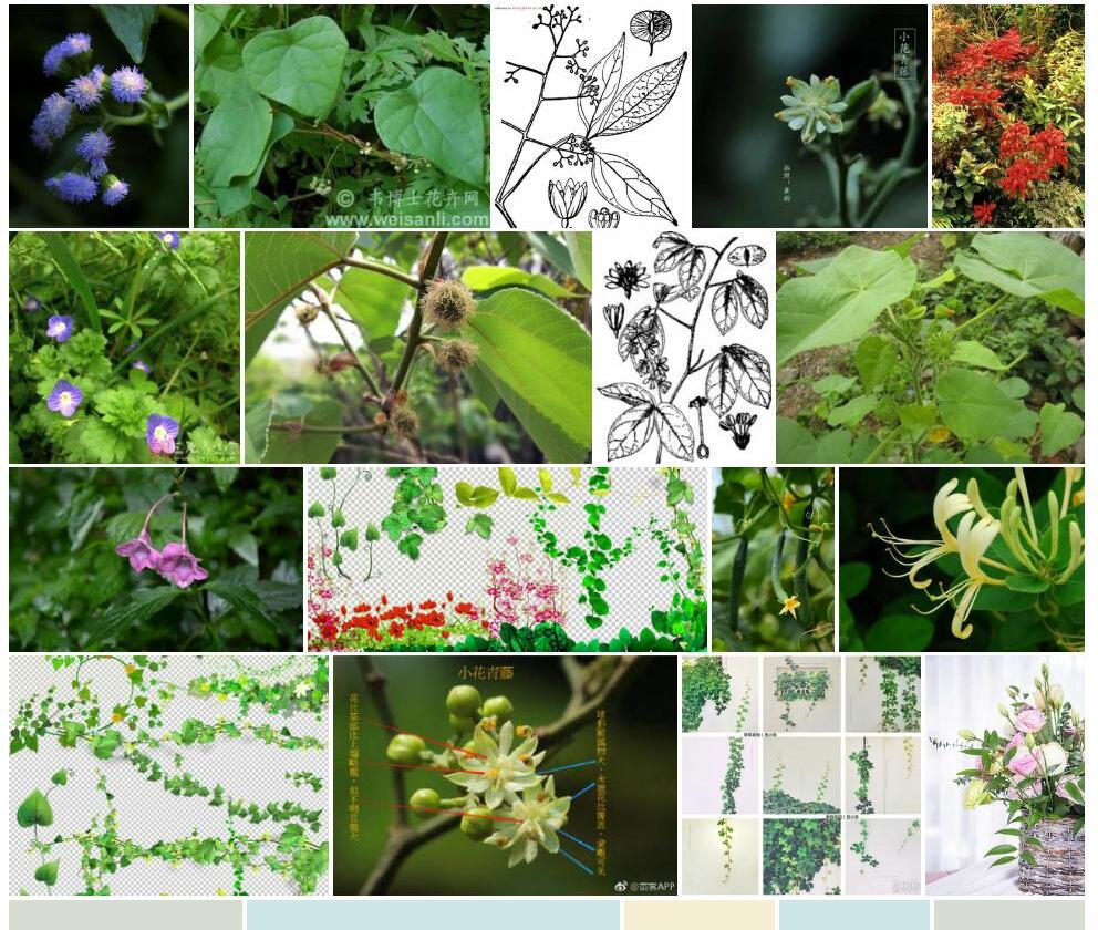 小花青藤照片和图片/