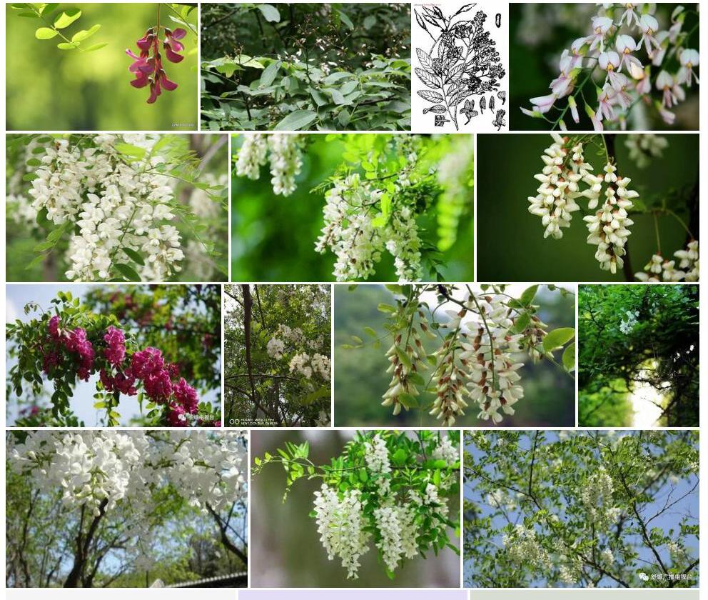 小花香槐照片和图片/