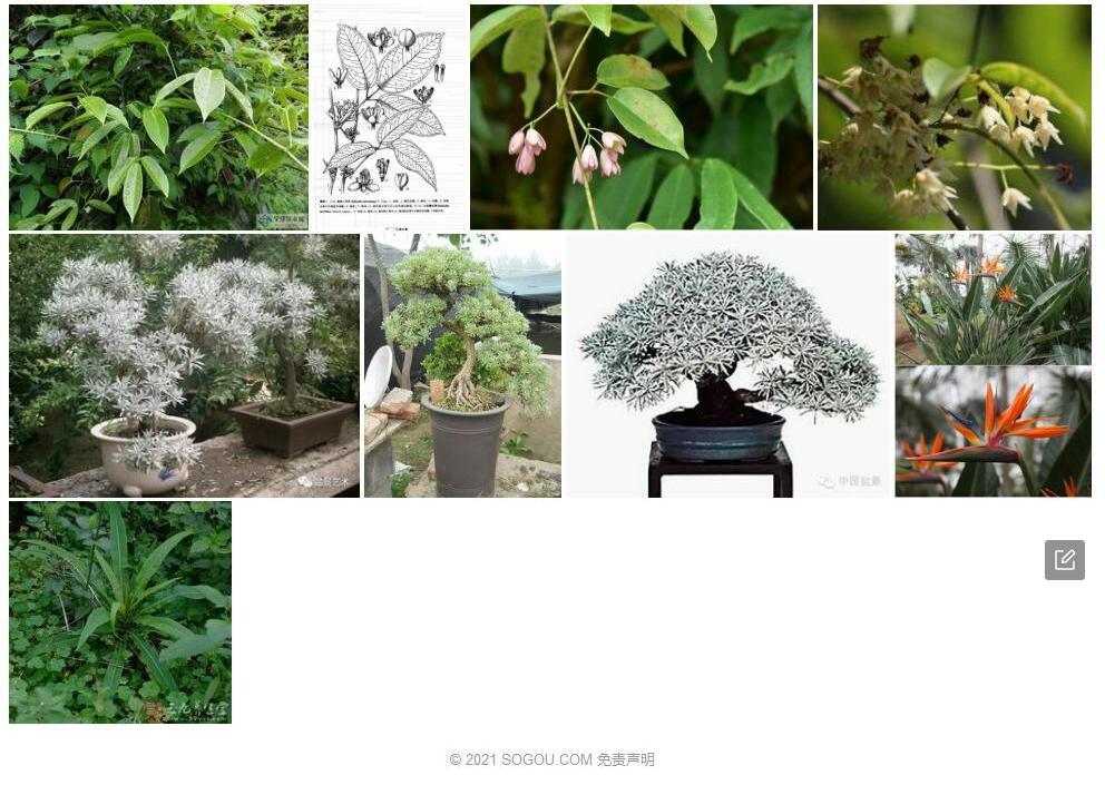 小花鹰爪枫照片和图片/