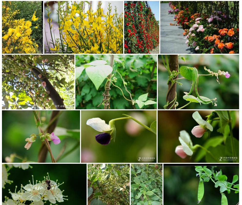 小花鹰爪豆照片和图片/