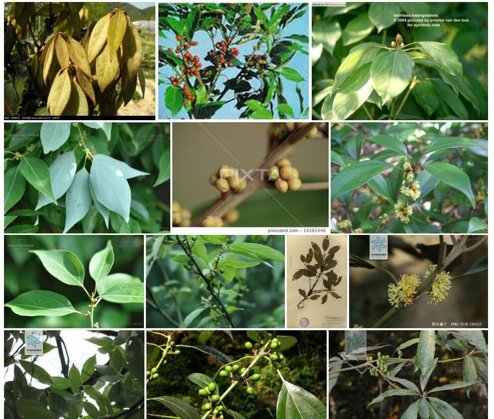 小芽新木姜子照片和图片/