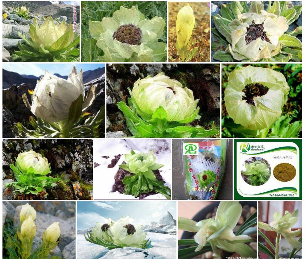 小苞雪莲照片和图片/