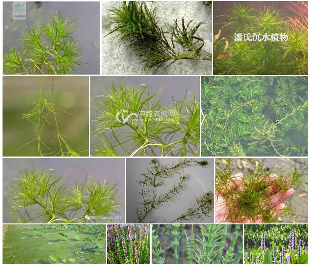 小茨藻照片和图片/