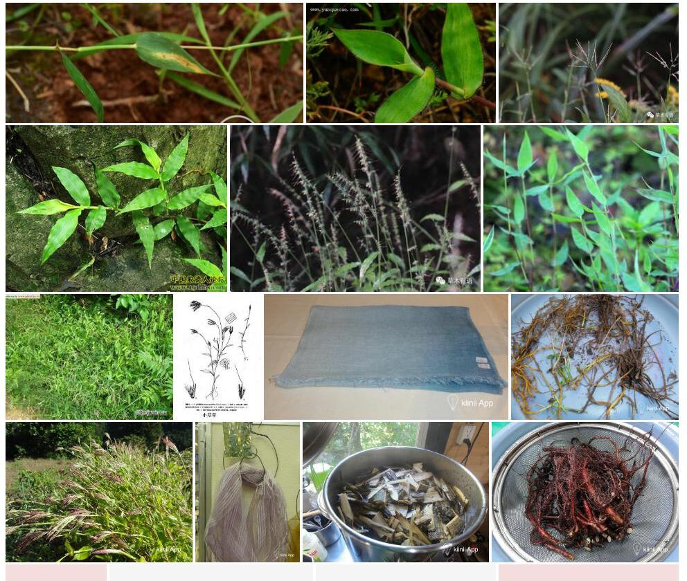 小荩草照片和图片/