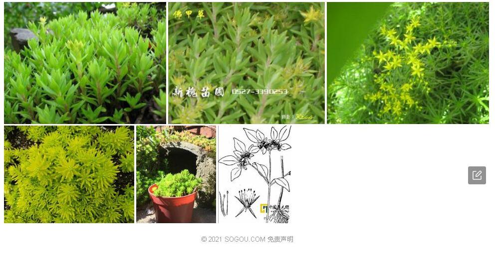小萼佛甲草照片和图片/