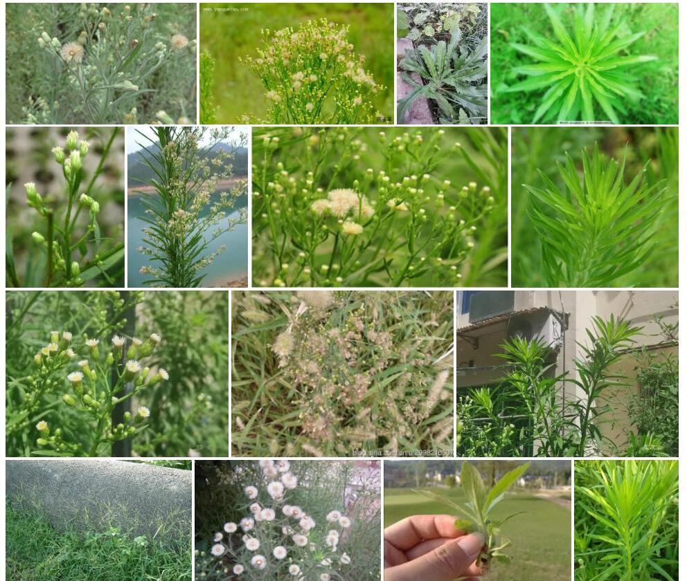 小蓬照片和图片/