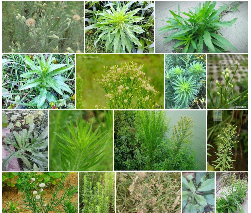 小蓬草照片和图片/
