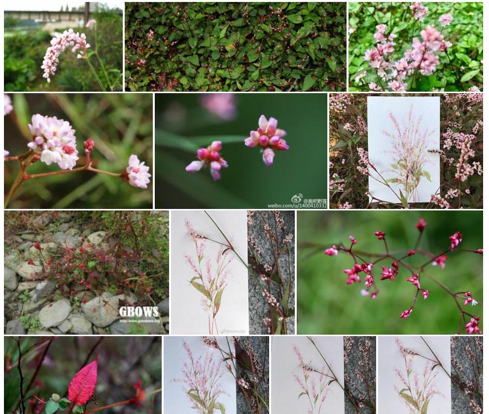 小蓼花照片和图片/