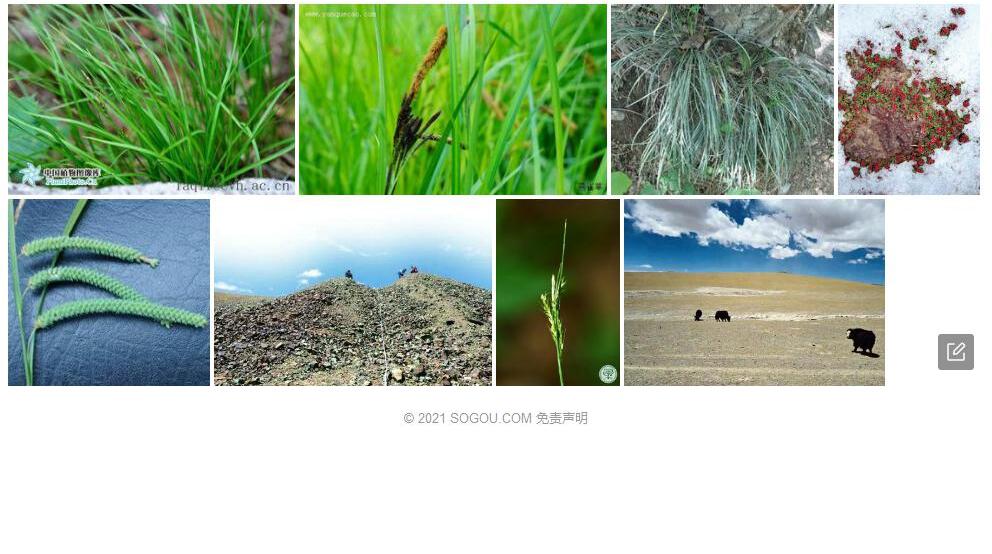 小薹草照片和图片/