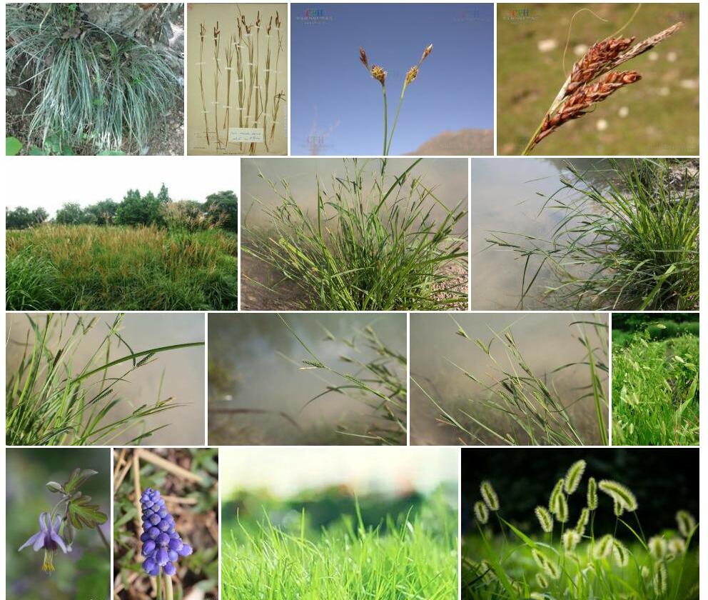 小藏薹草照片和图片/