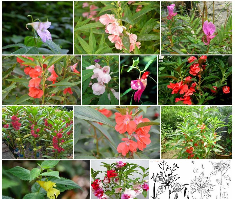 小距凤仙花照片和图片/