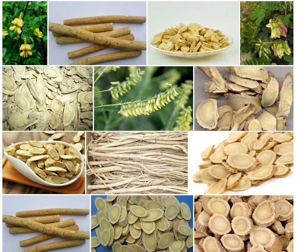 小金黄耆照片和图片/