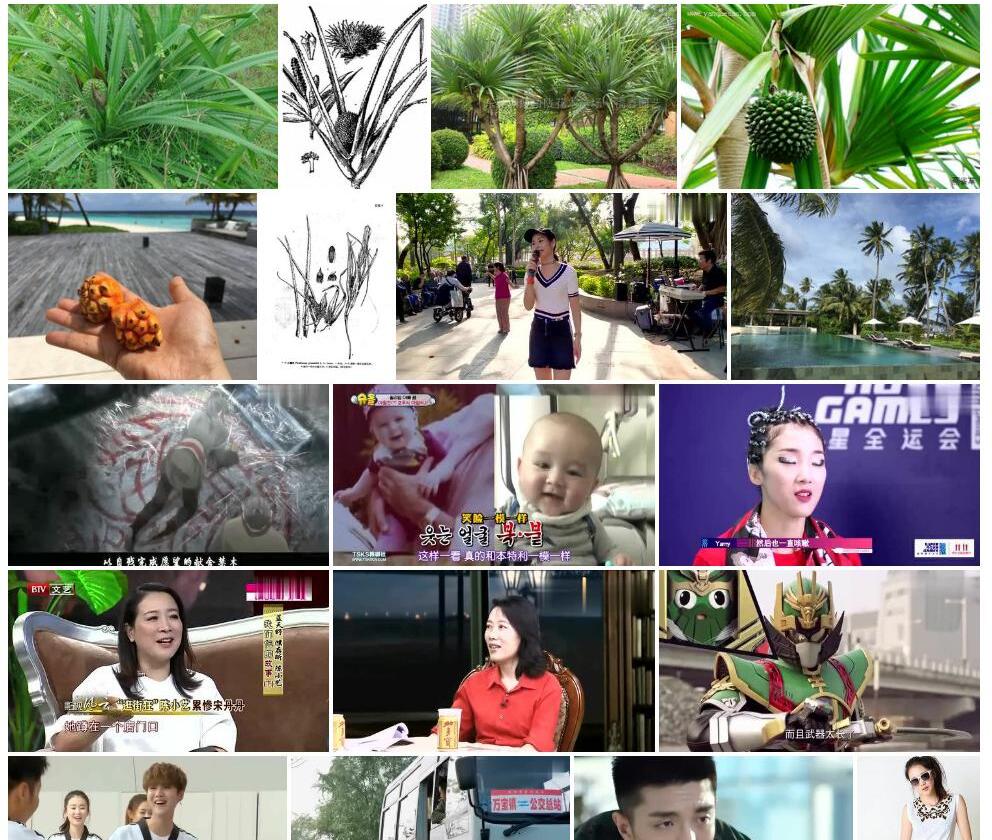 小露兜照片和图片/