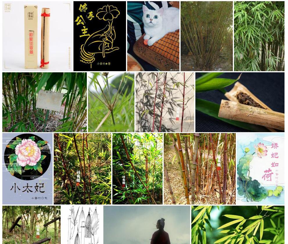 小香竹照片和图片/