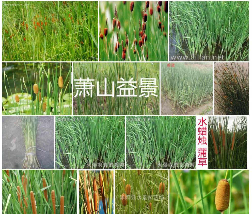小香蒲照片和图片/