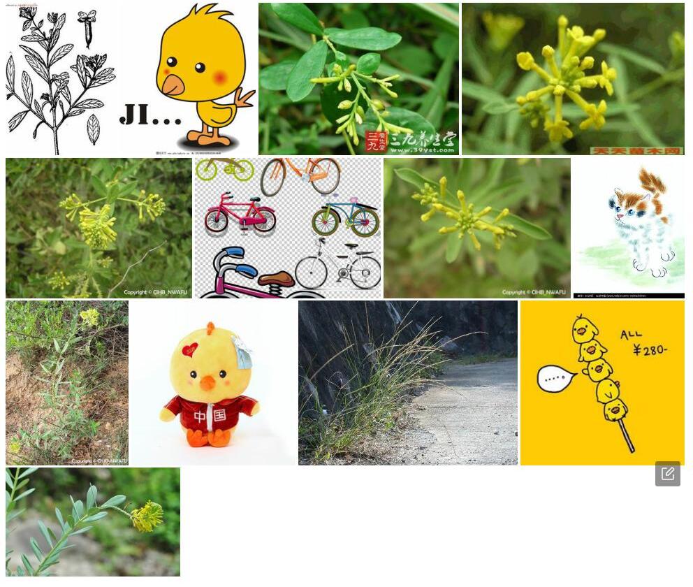 小黄构照片和图片/