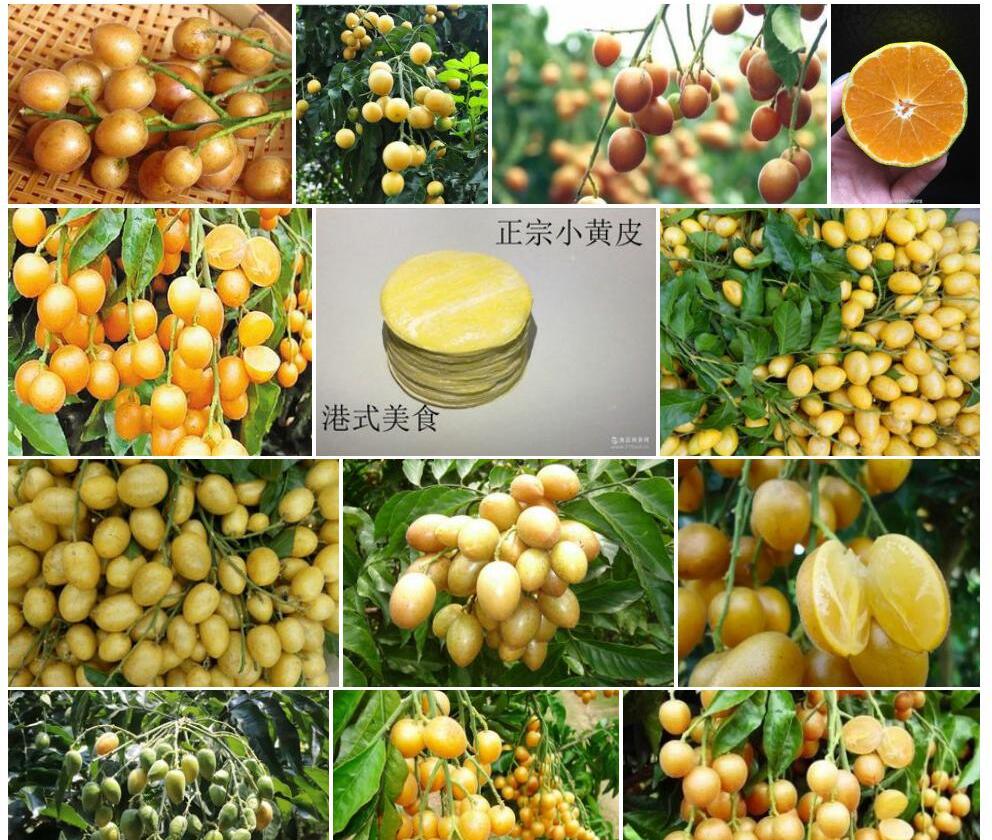 小黄皮照片和图片/