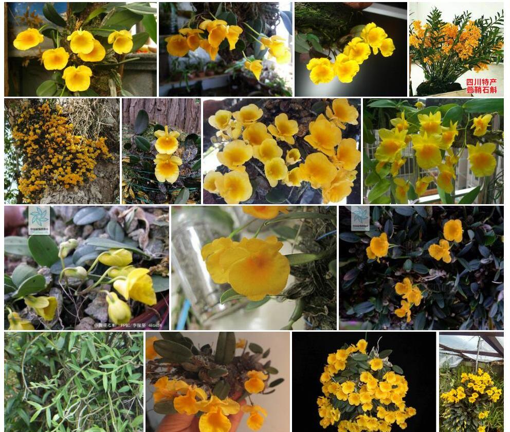 小黄花石斛照片和图片/