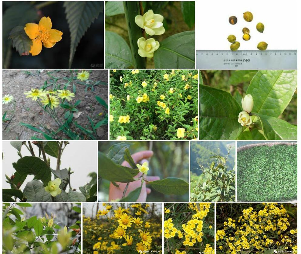 小黄花茶照片和图片/