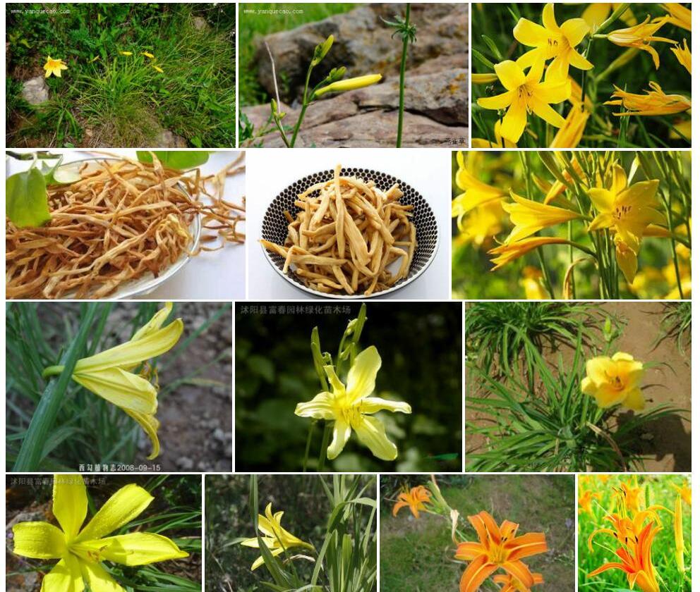 小黄花菜照片和图片/