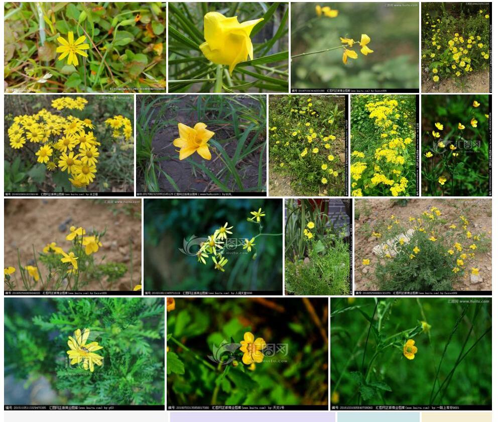 小黄花龙胆照片和图片/