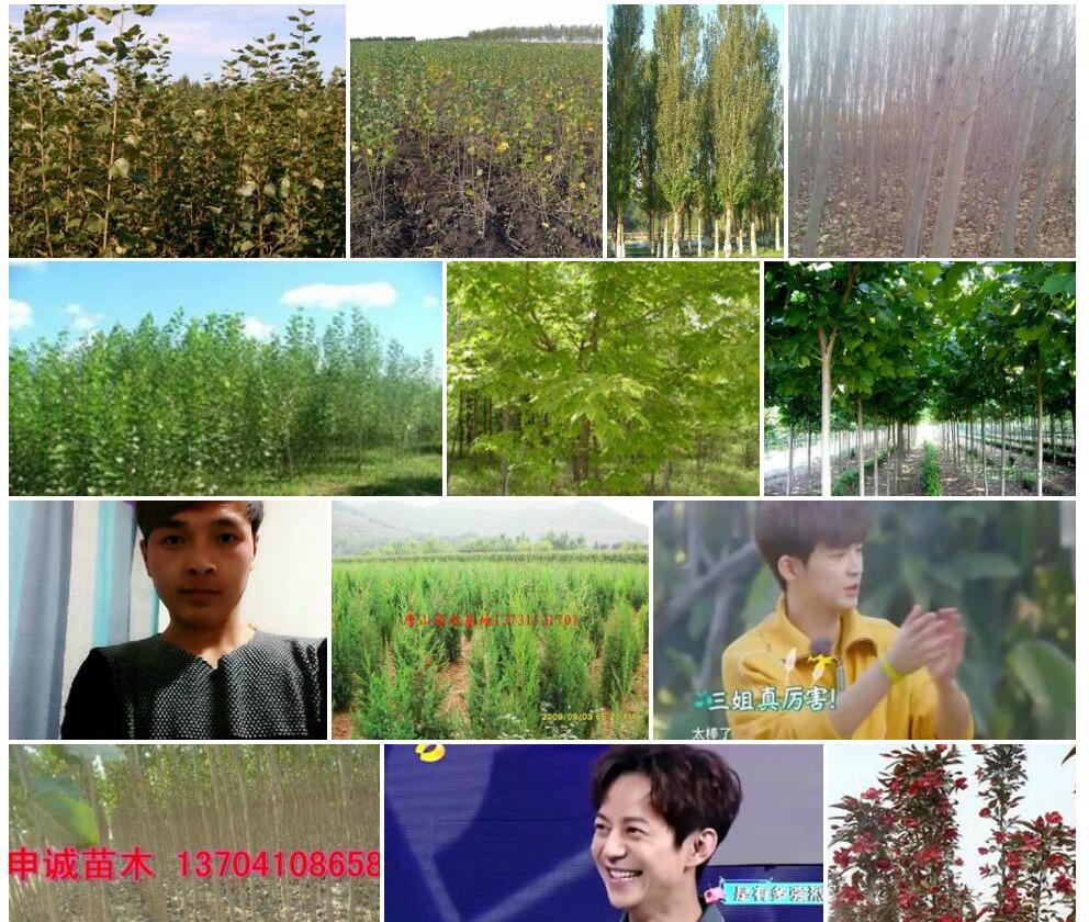 小黑杨照片和图片/