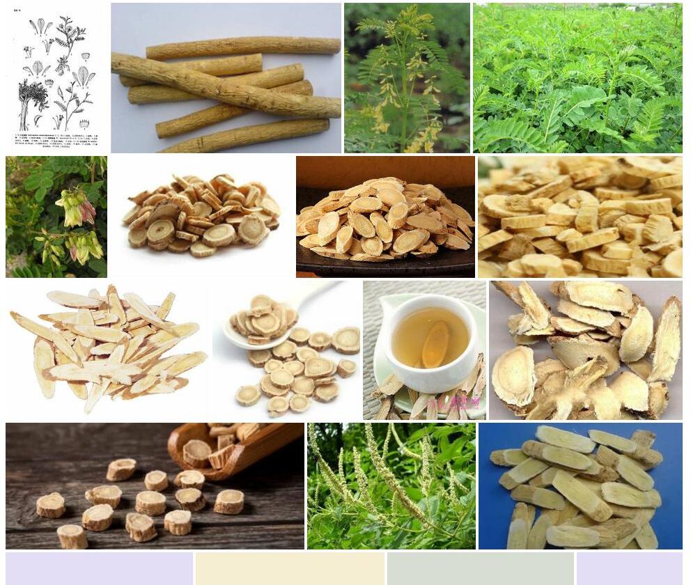 小齿黄耆照片和图片/