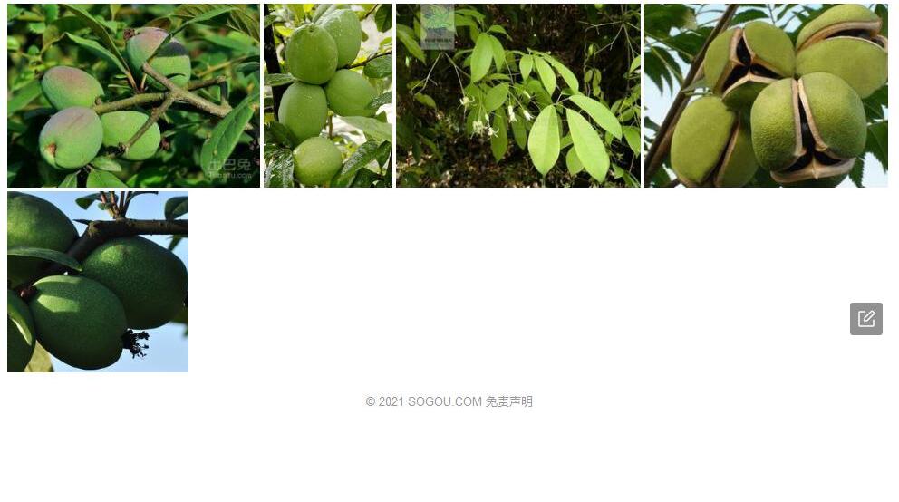少叶野木瓜照片和图片/