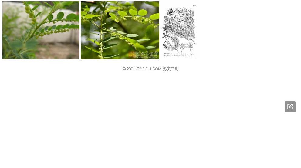 少子叶下珠照片和图片/
