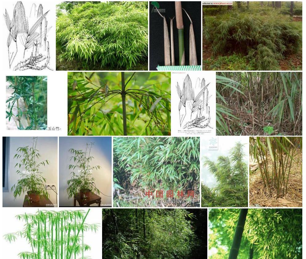 少枝玉山竹照片和图片/