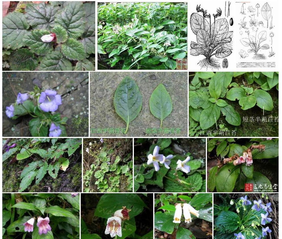 少毛横蒴苣苔照片和图片/