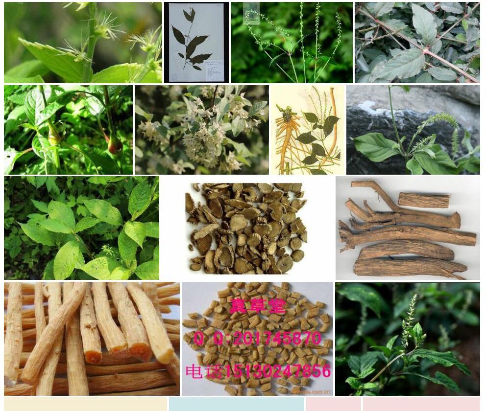 少毛牛膝照片和图片/