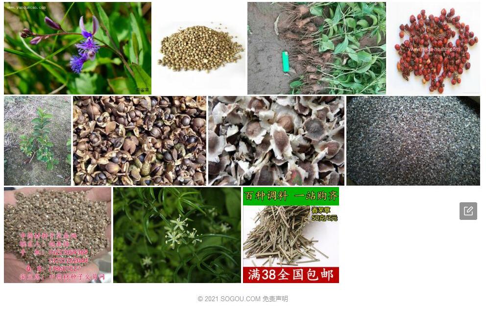 少籽远志照片和图片/