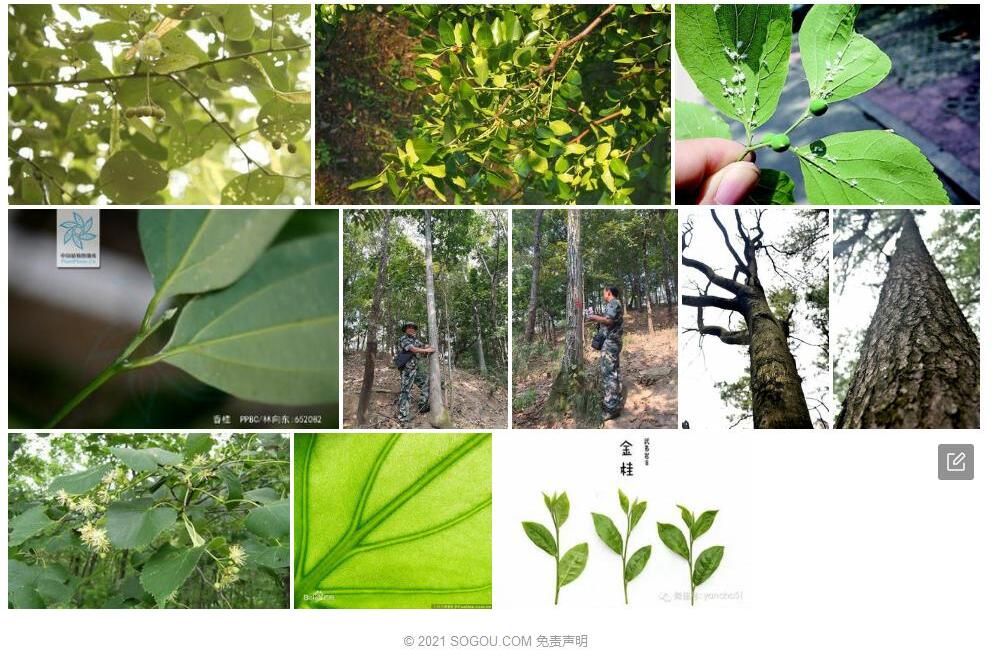 少脉椴照片和图片/